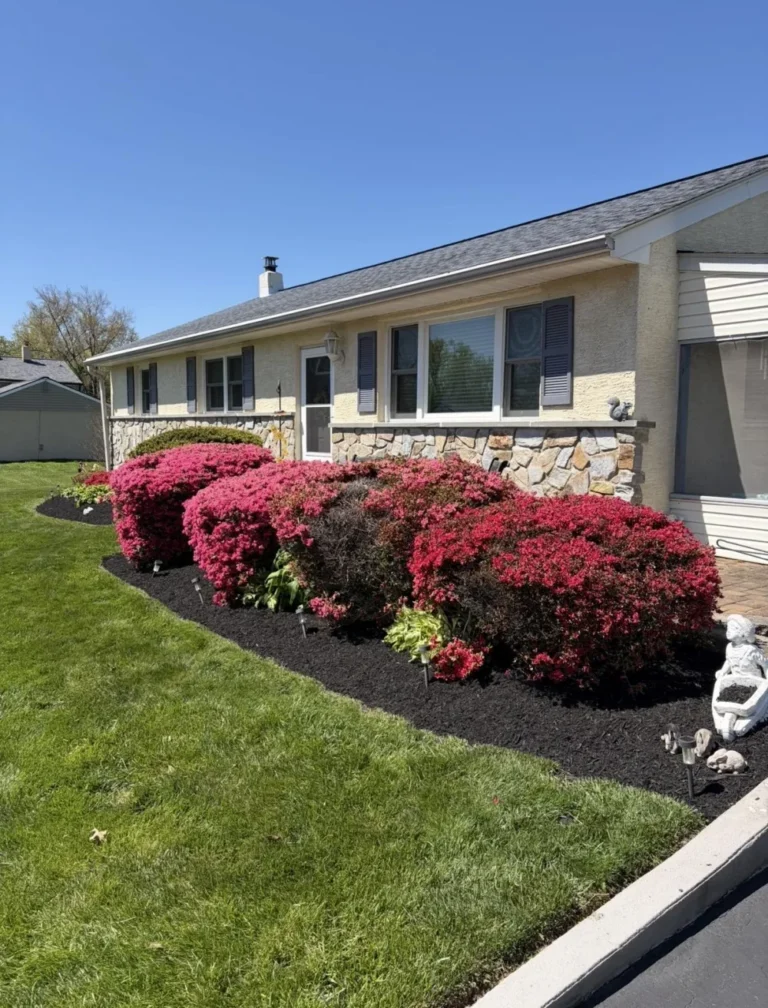 Well-maintained flowerbed with blooming azaleas and fresh mulch